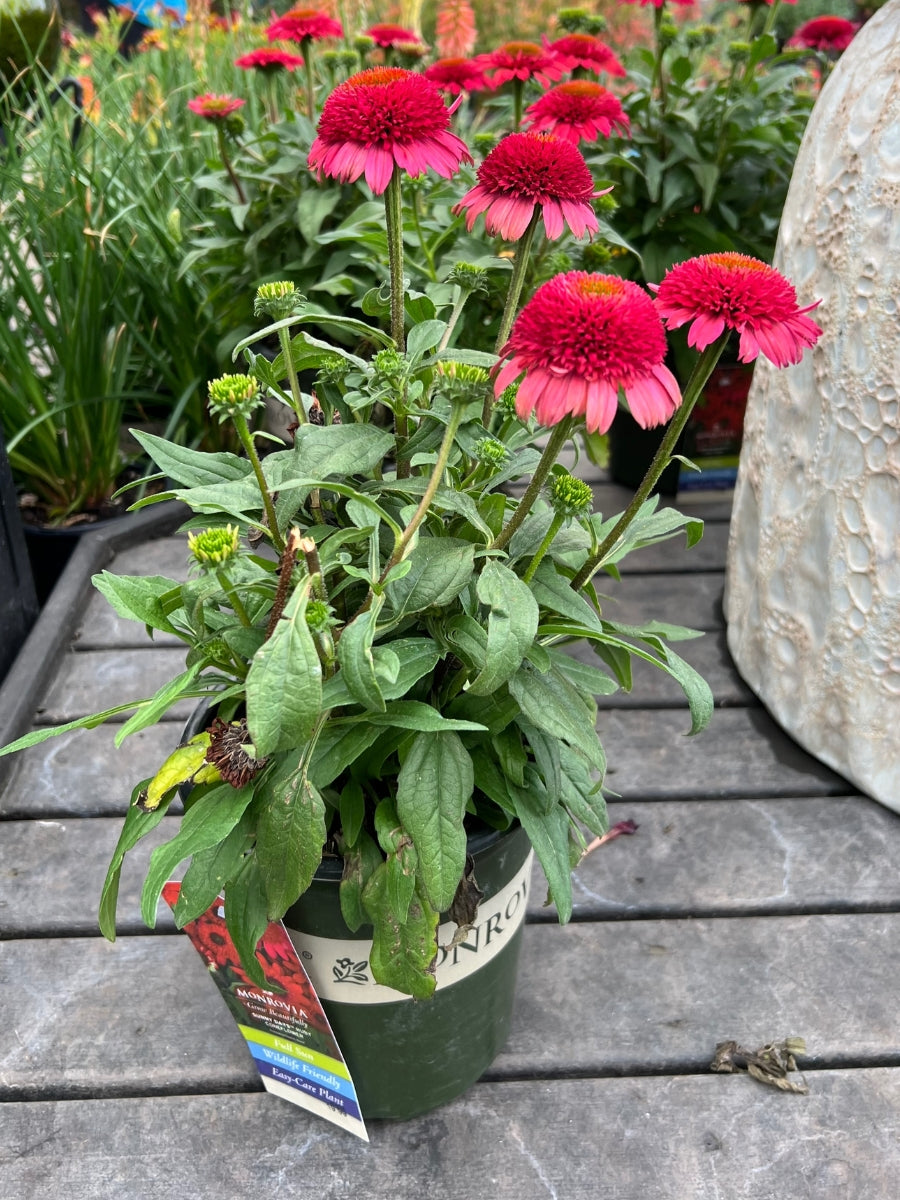 Echinacea Sunny Days Ruby 1G