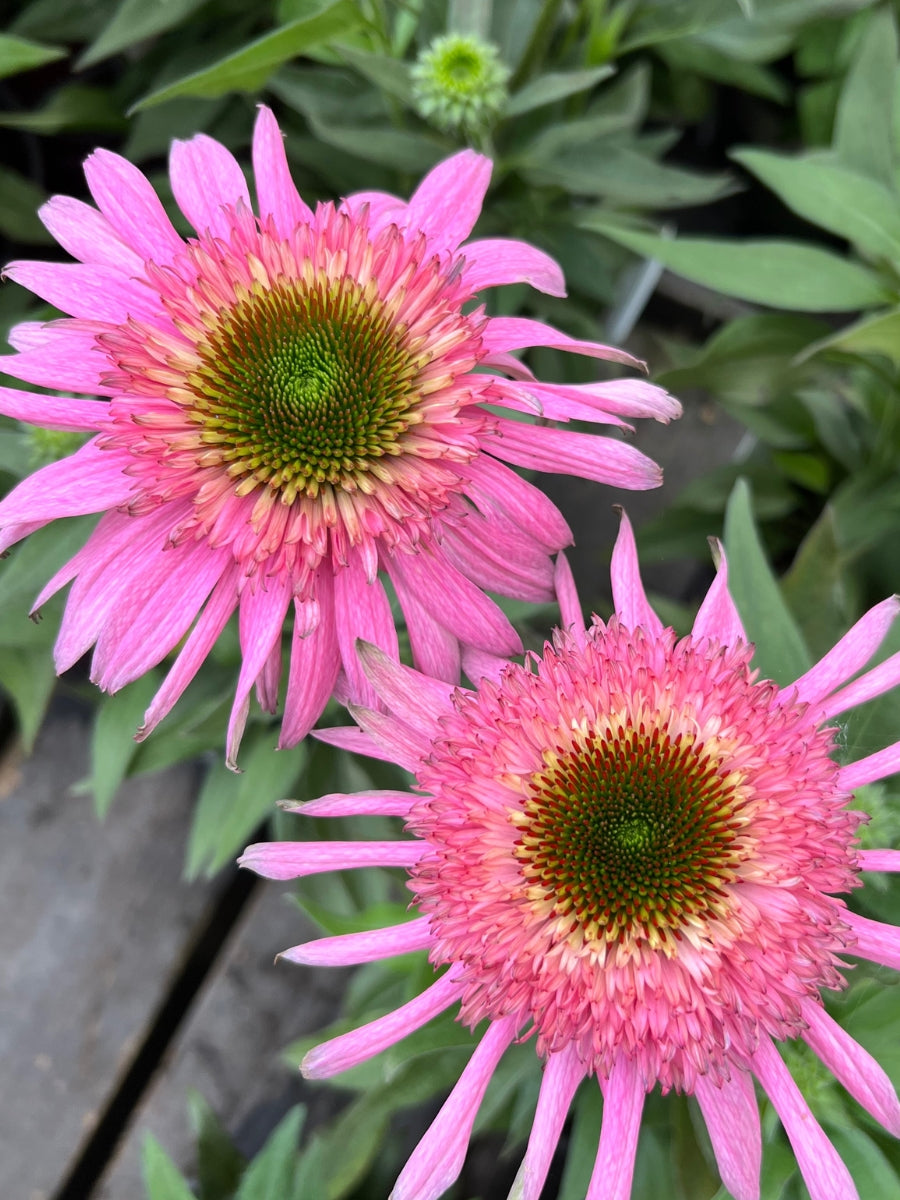 Echinacea Sundial™ 'Pink' 1G