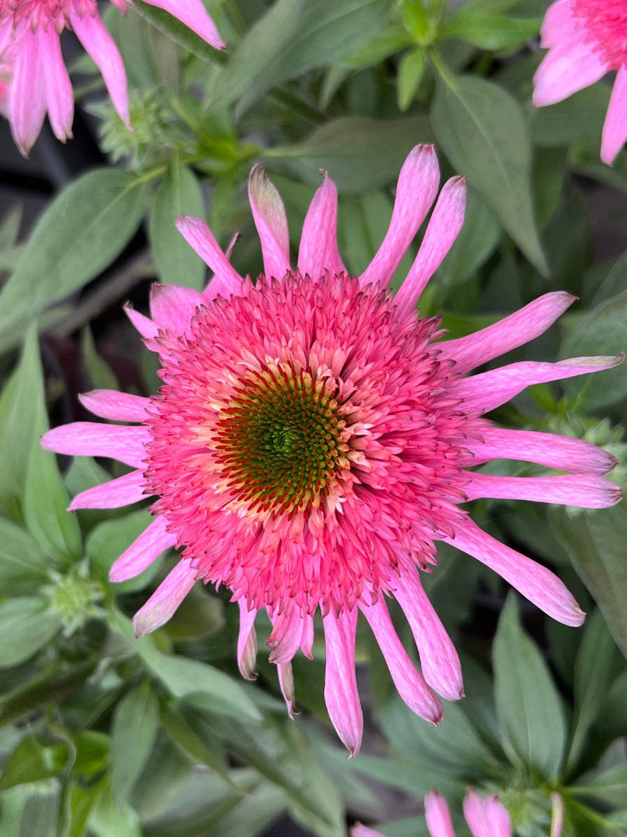 Echinacea Sundial™ 'Pink' 1G