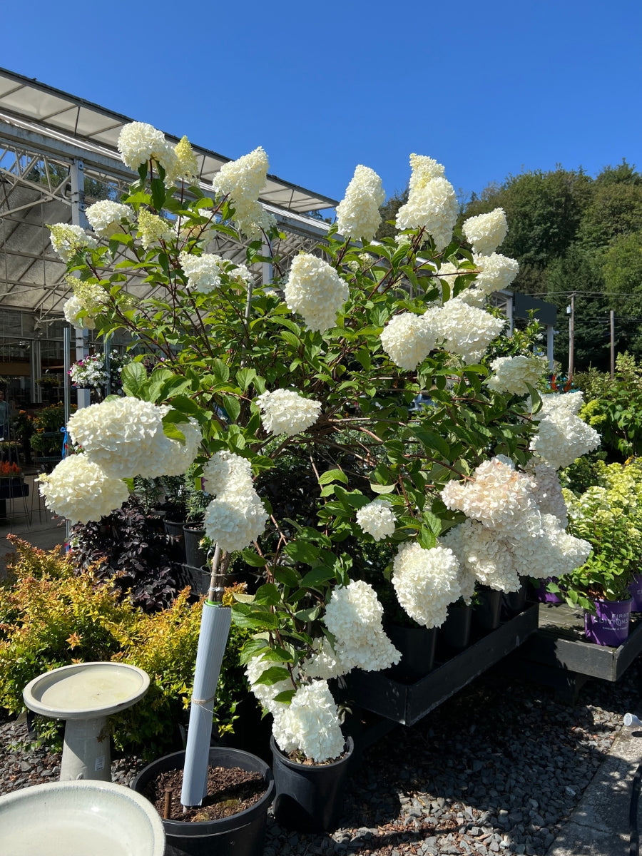 Hydrangea Panicle Tree | Vanilla Strawberry™