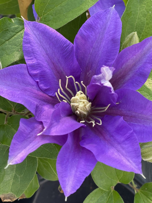 Clematis Boulevard® Olympia 2G