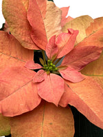 Poinsettia 'Autumn Leaves' 6"