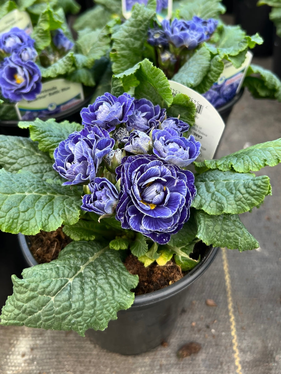 Primula Belarina 'Baltic Blue' Qt.