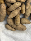 Seed Potato | Banana Fingerling