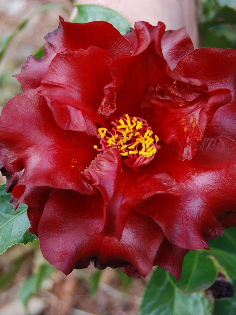 Camellia japonica 'Black Magic' 5G