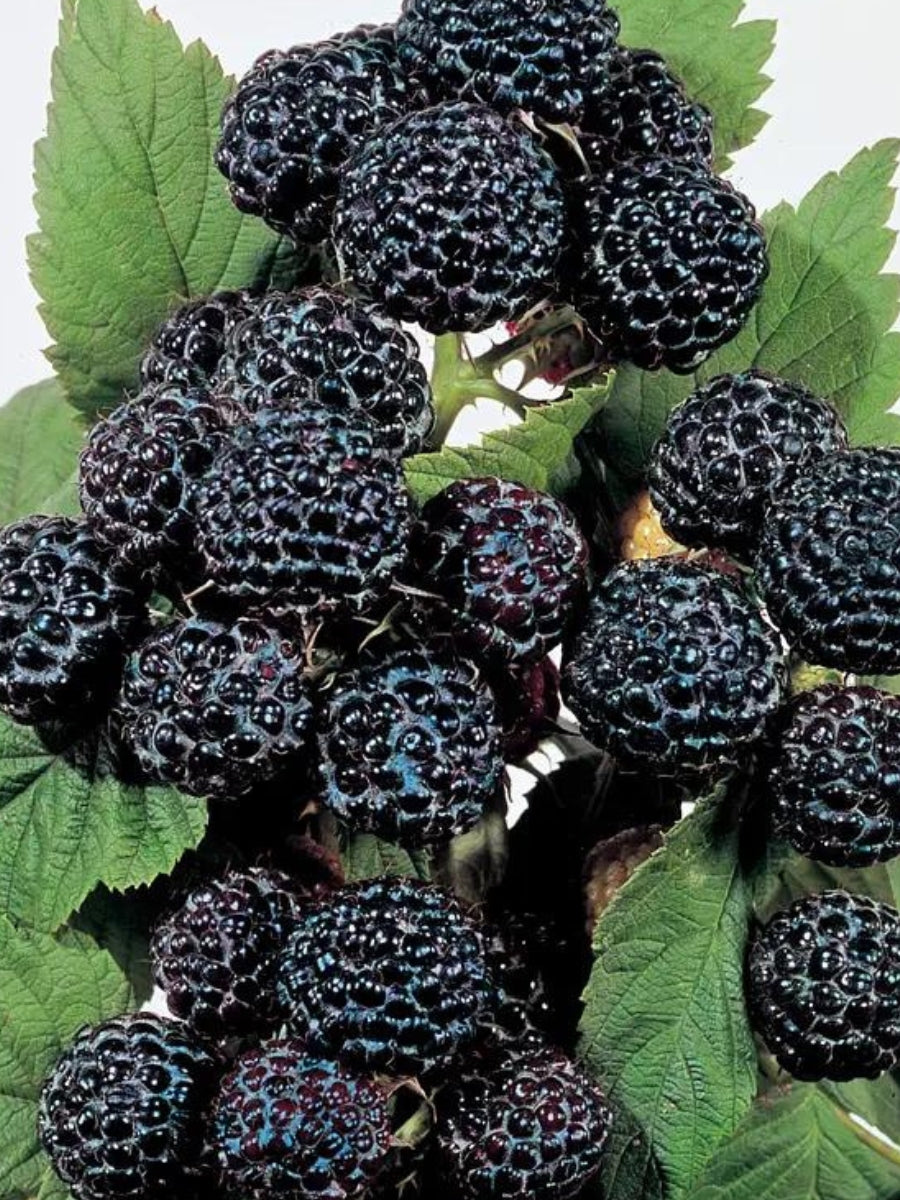 Raspberry Black Munger 2YR