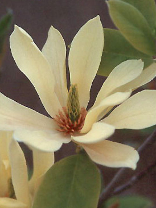 Magnolia 'Butterflies' 6-8'