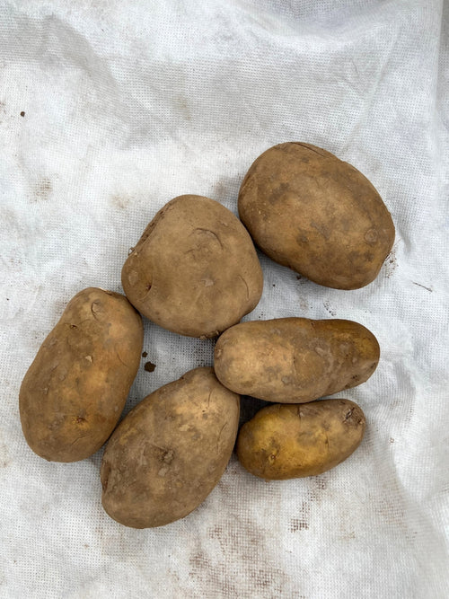 Seed Potato | Cal White Potatoes