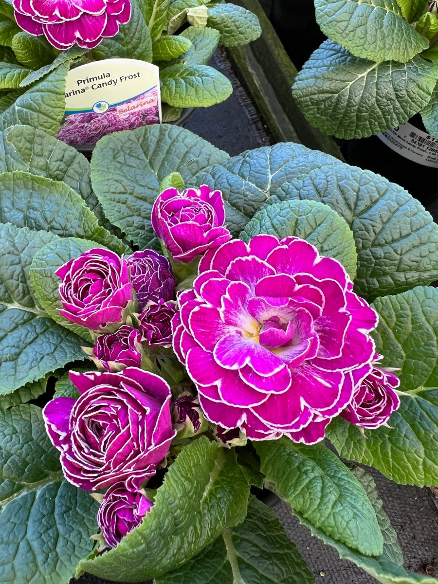 Primula Belarina 'Candy Frost' Qt.