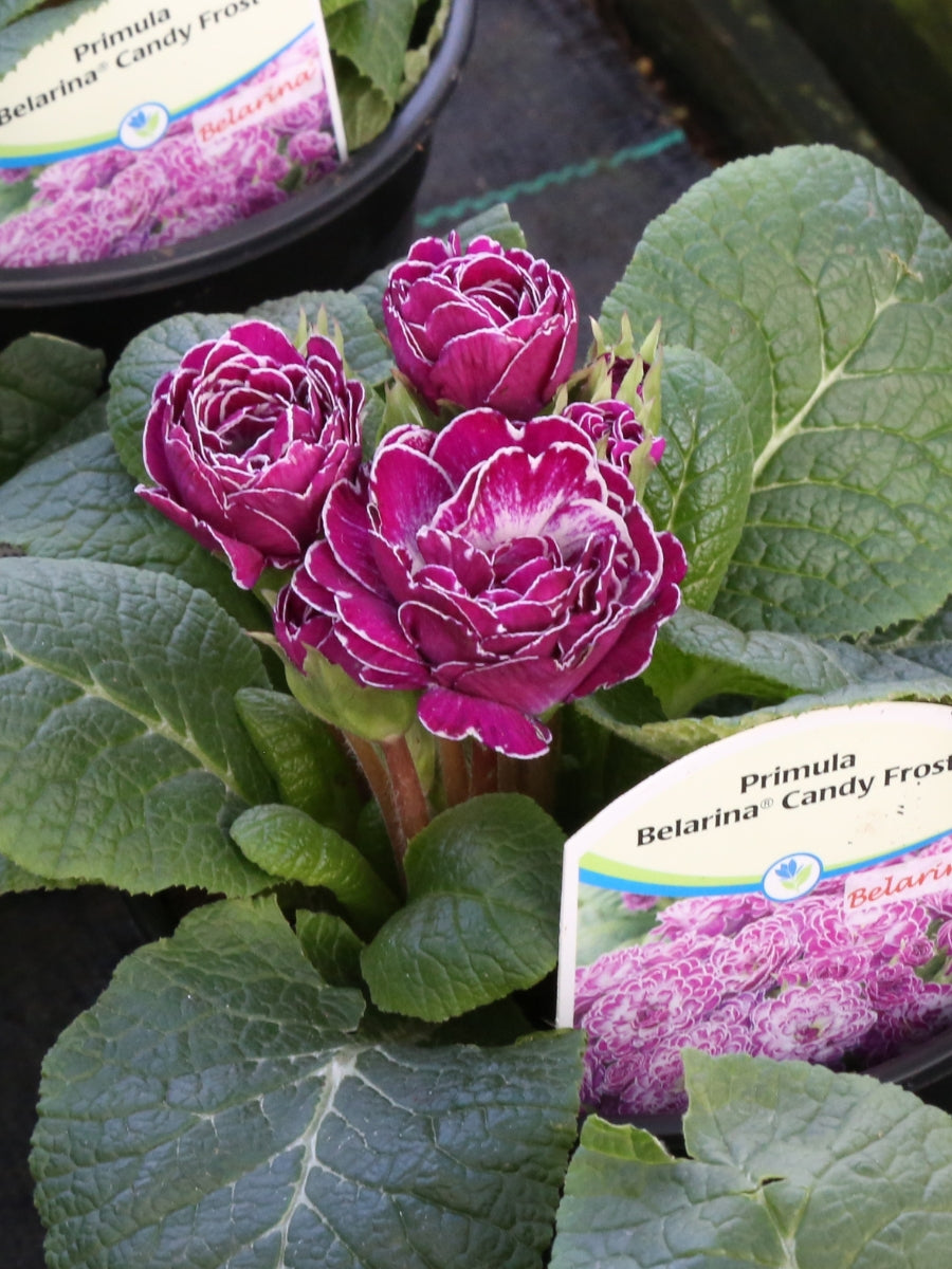 Primula Belarina 'Candy Frost' Qt.