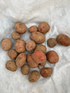 Seed Potato | Carla Rosa Potatoes