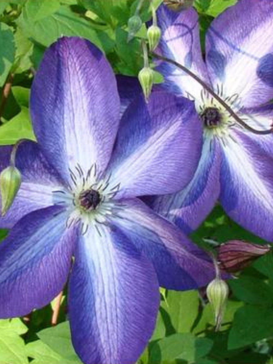 Clematis viticella 'Venosa Violacea' 1G