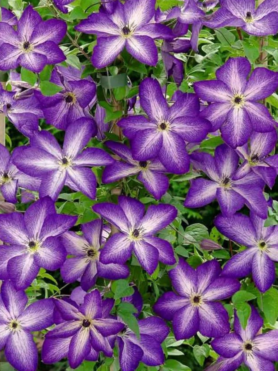 Clematis viticella 'Venosa Violacea' 1G