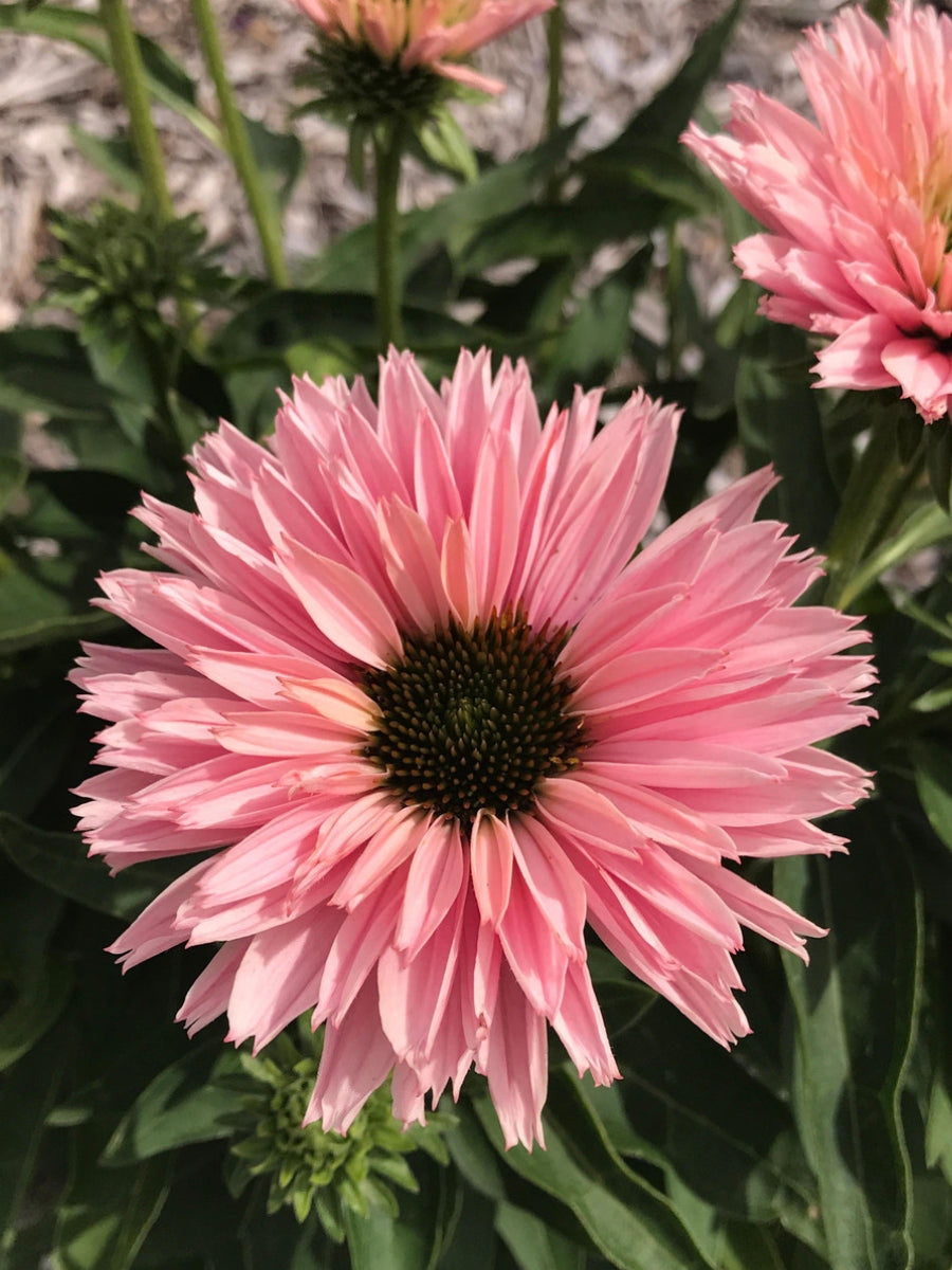 Echinacea 'Sunseeker Salmon' 1G
