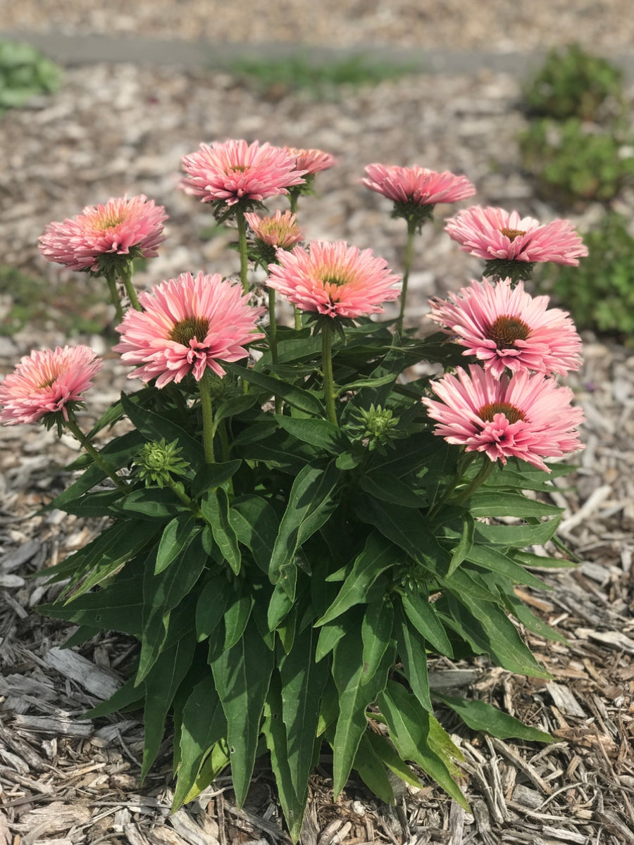 Echinacea 'Sunseeker Salmon' 1G