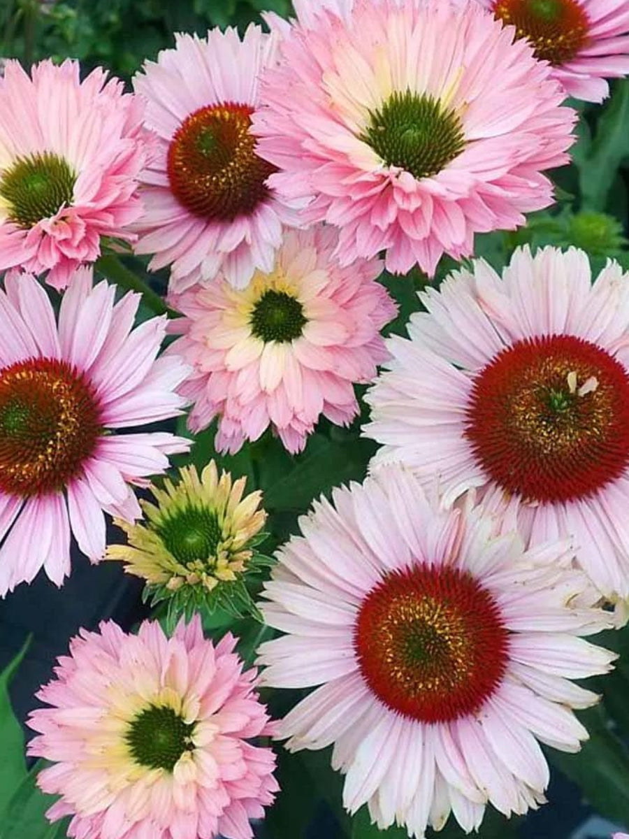 Echinacea 'Sunseeker Salmon' 1G