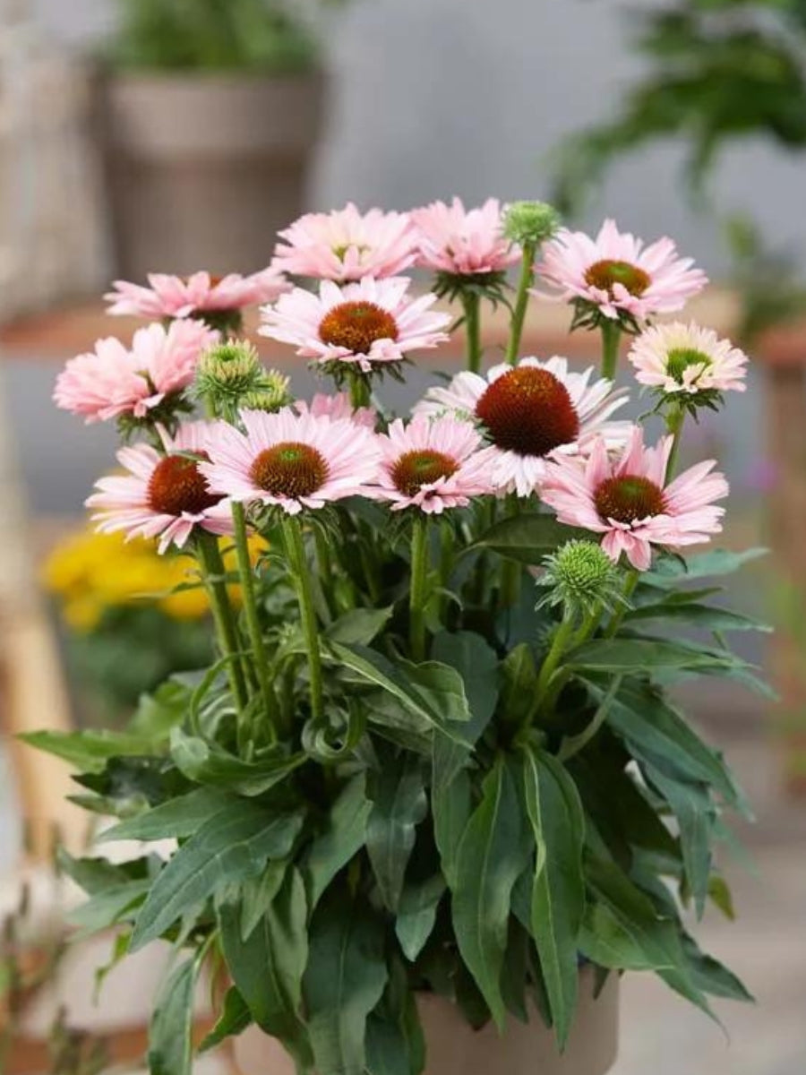 Echinacea 'Sunseeker Salmon' 1G