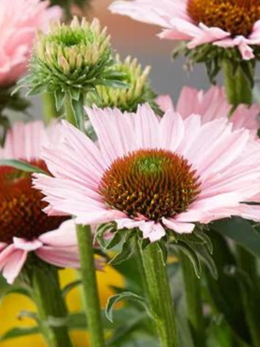 Echinacea 'Sunseeker Salmon' 1G