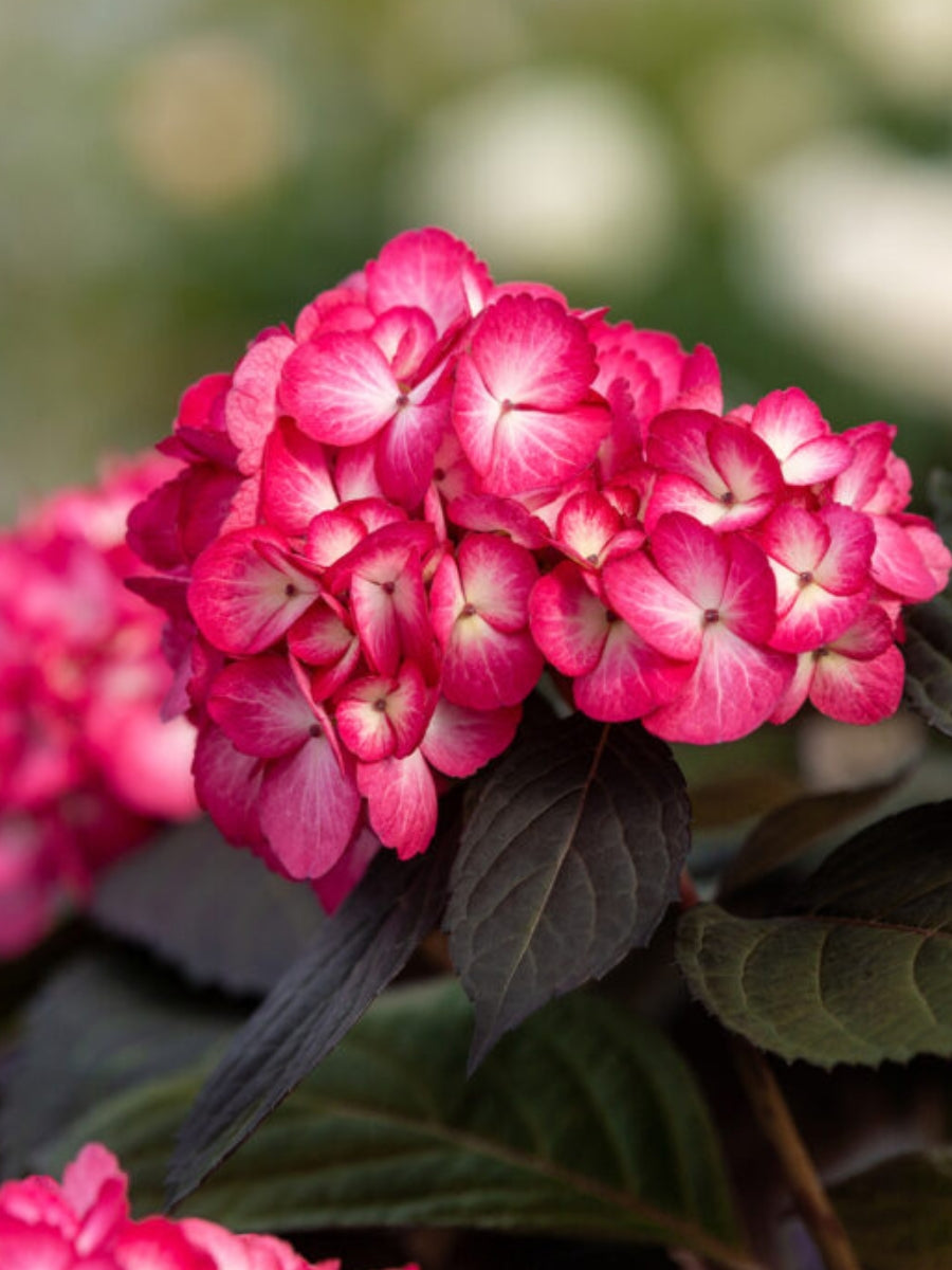 Hydrangea Macrophylla | Eclipse® 2G