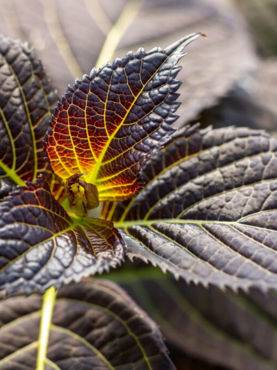 Hydrangea Macrophylla | Eclipse® 2G