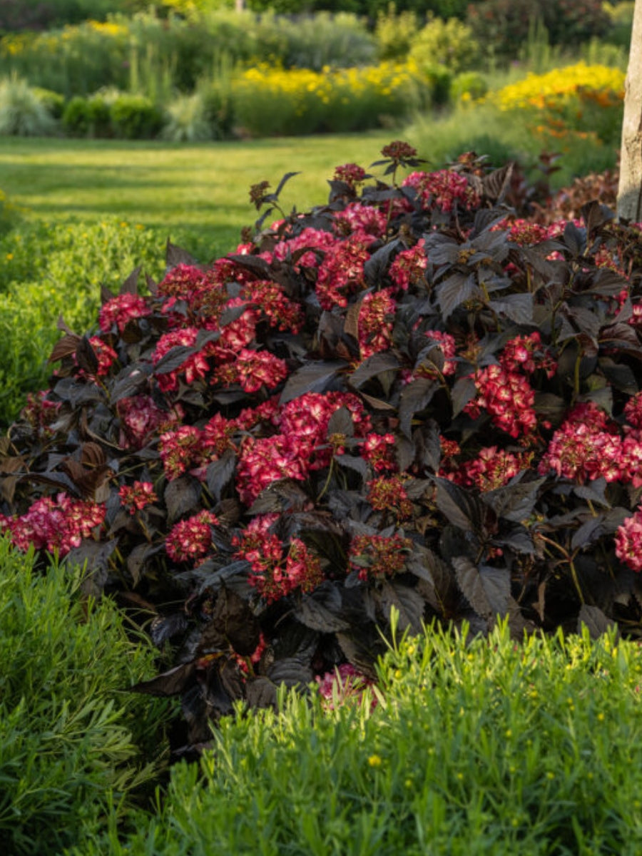 Hydrangea Macrophylla | Eclipse® 2G