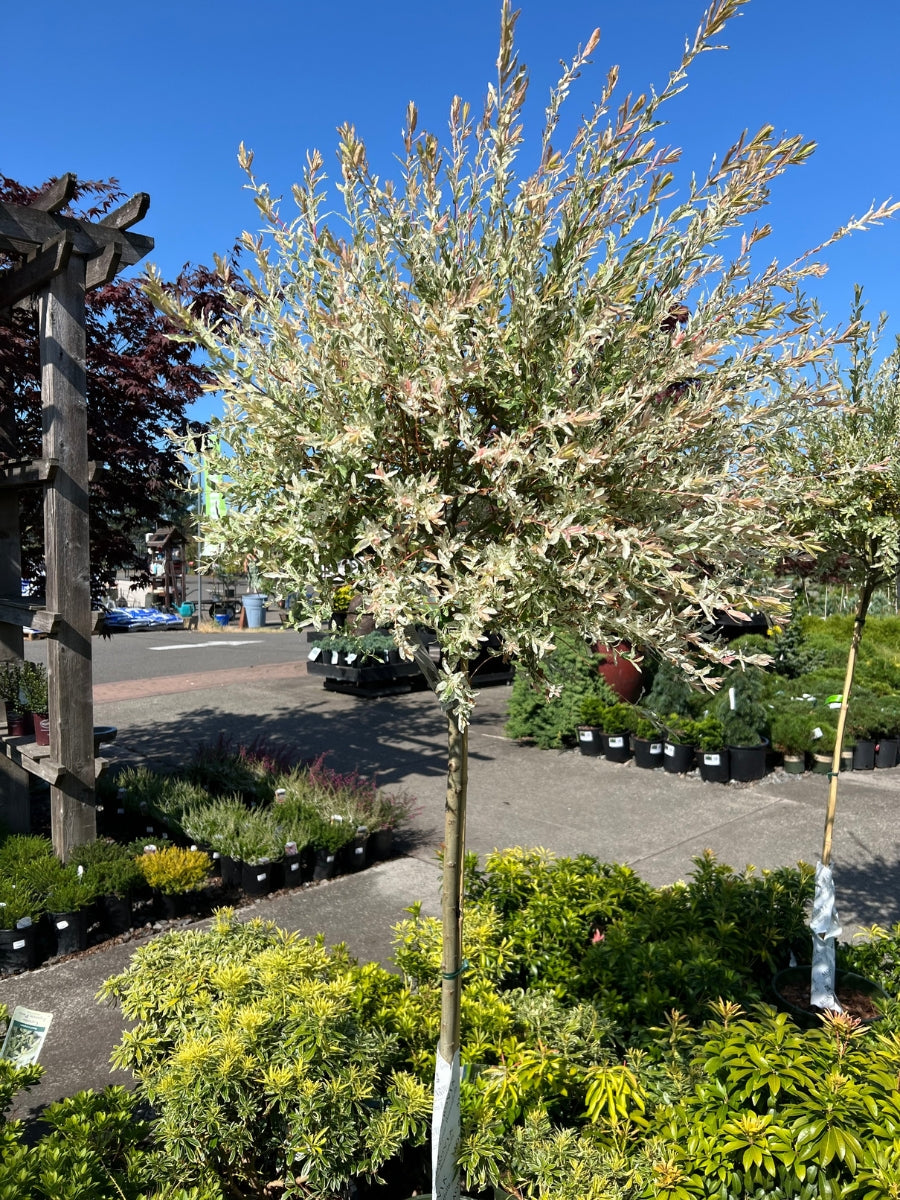 Salix Dappled Willow 'Flamingo' Tree 7G