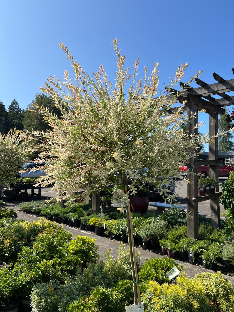 Salix Dappled Willow 'Flamingo' Tree 7G