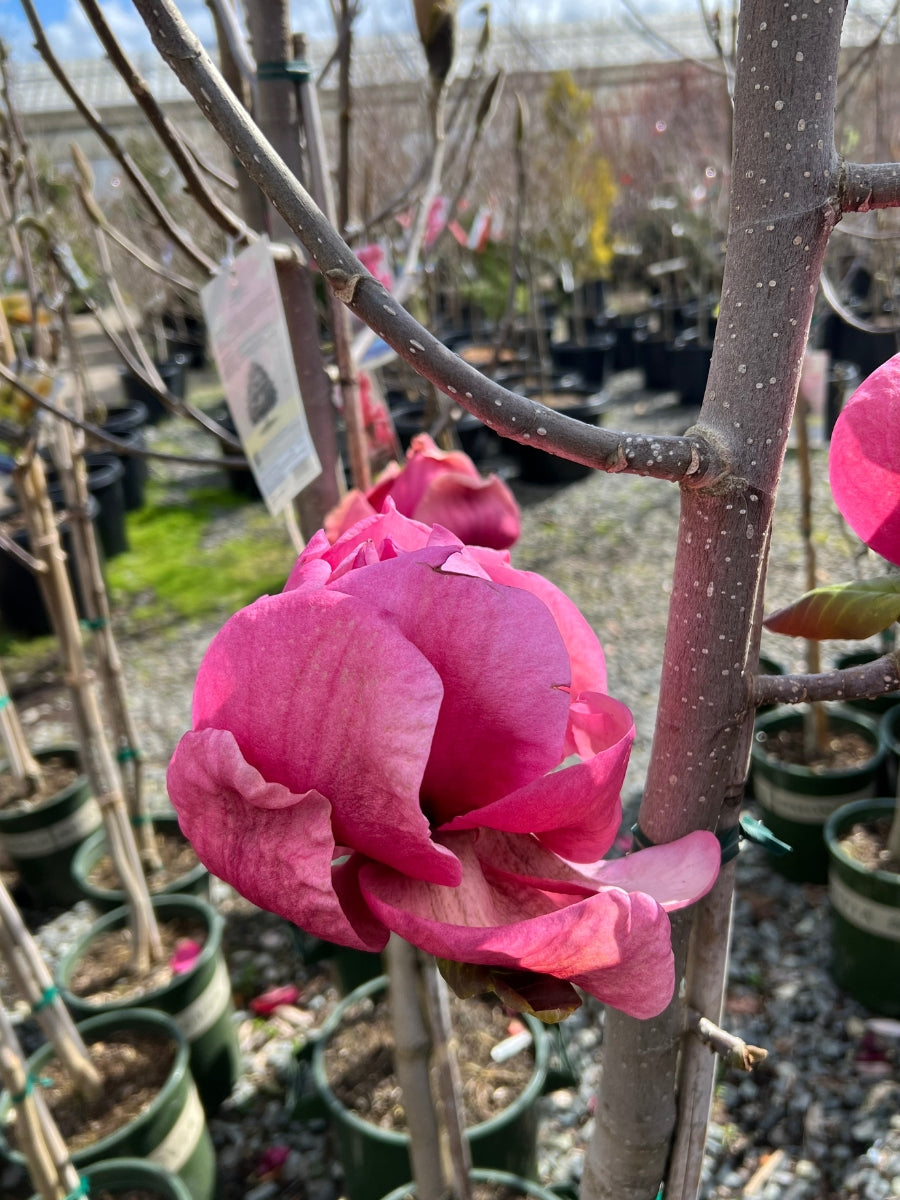 Magnolia 'Felix®' 7G