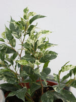 Ficus benjamina 'El Dorado' 6"