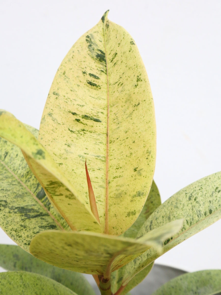 Ficus Elastica 'Shivereana'