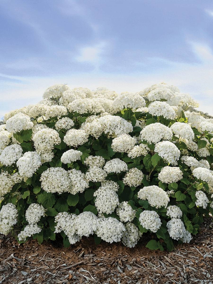 Hydrangea Smooth 'FlowerFull™' 2G