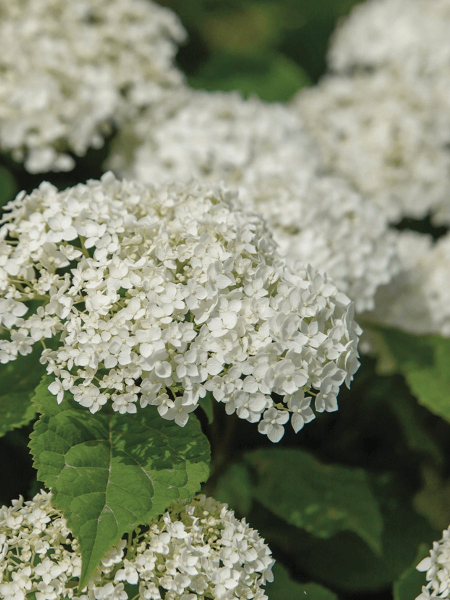 Hydrangea Arborescens | 'FlowerFull™'