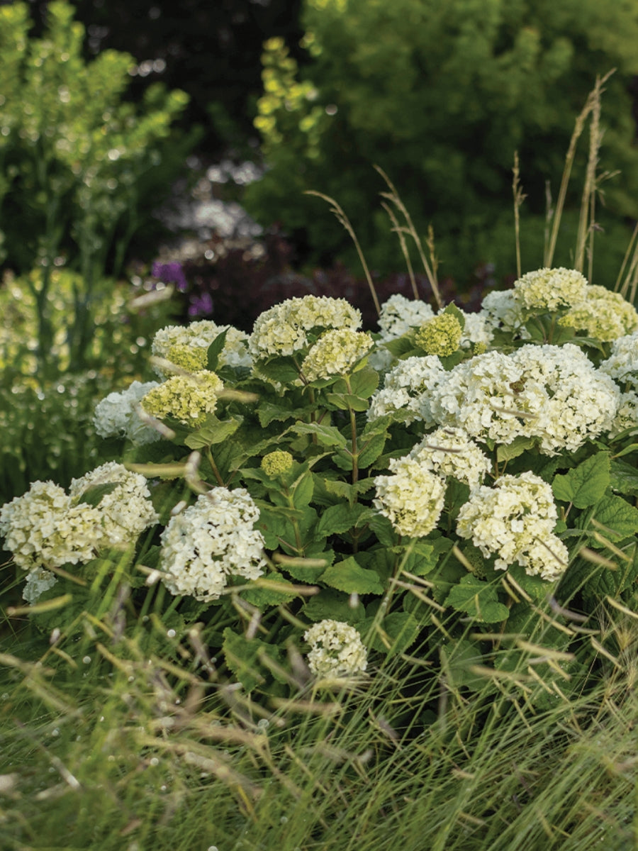 Hydrangea Smooth 'FlowerFull™' 2G