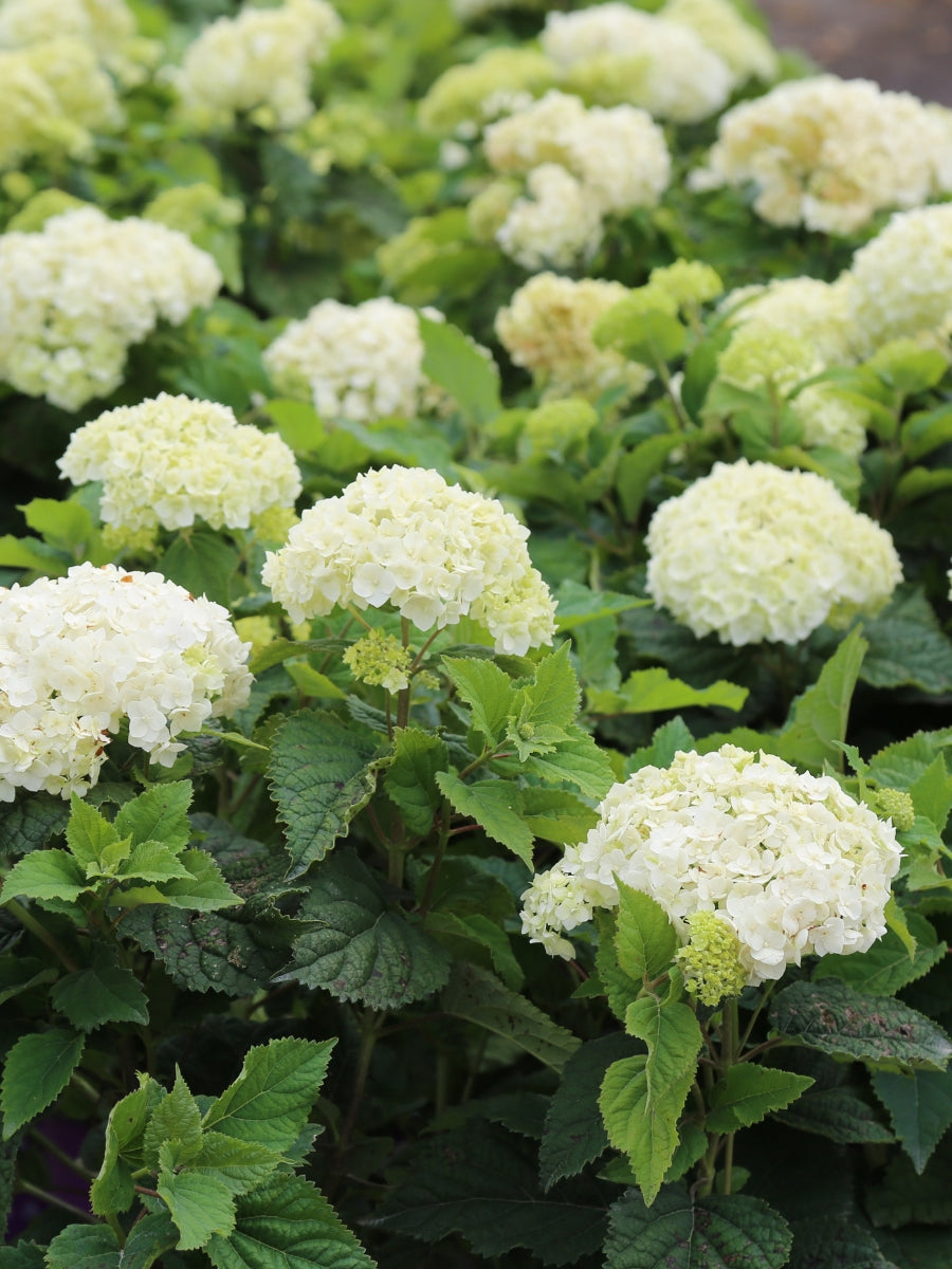 Hydrangea Smooth 'FlowerFull™' 2G