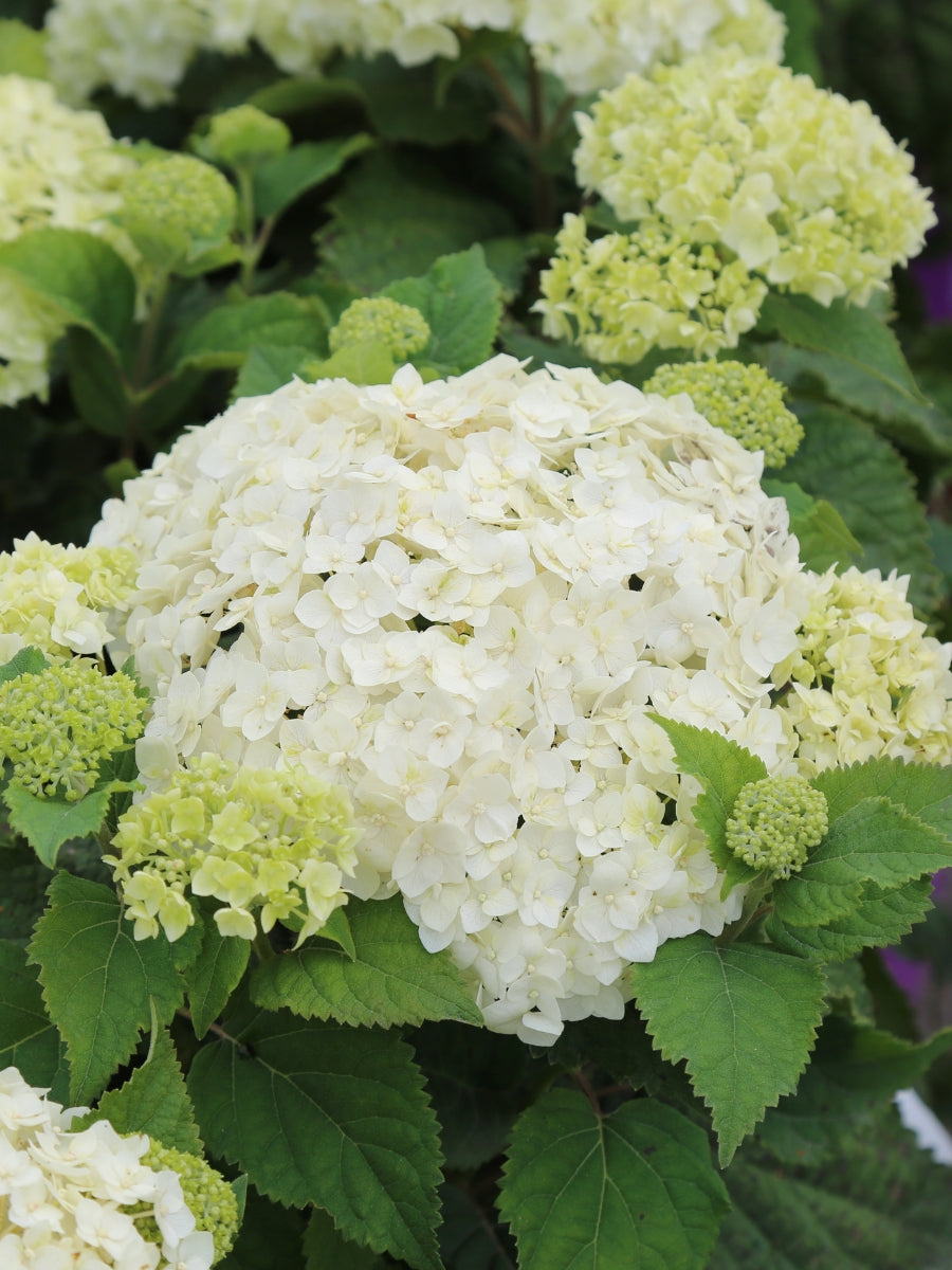 Hydrangea Smooth 'FlowerFull™' 2G