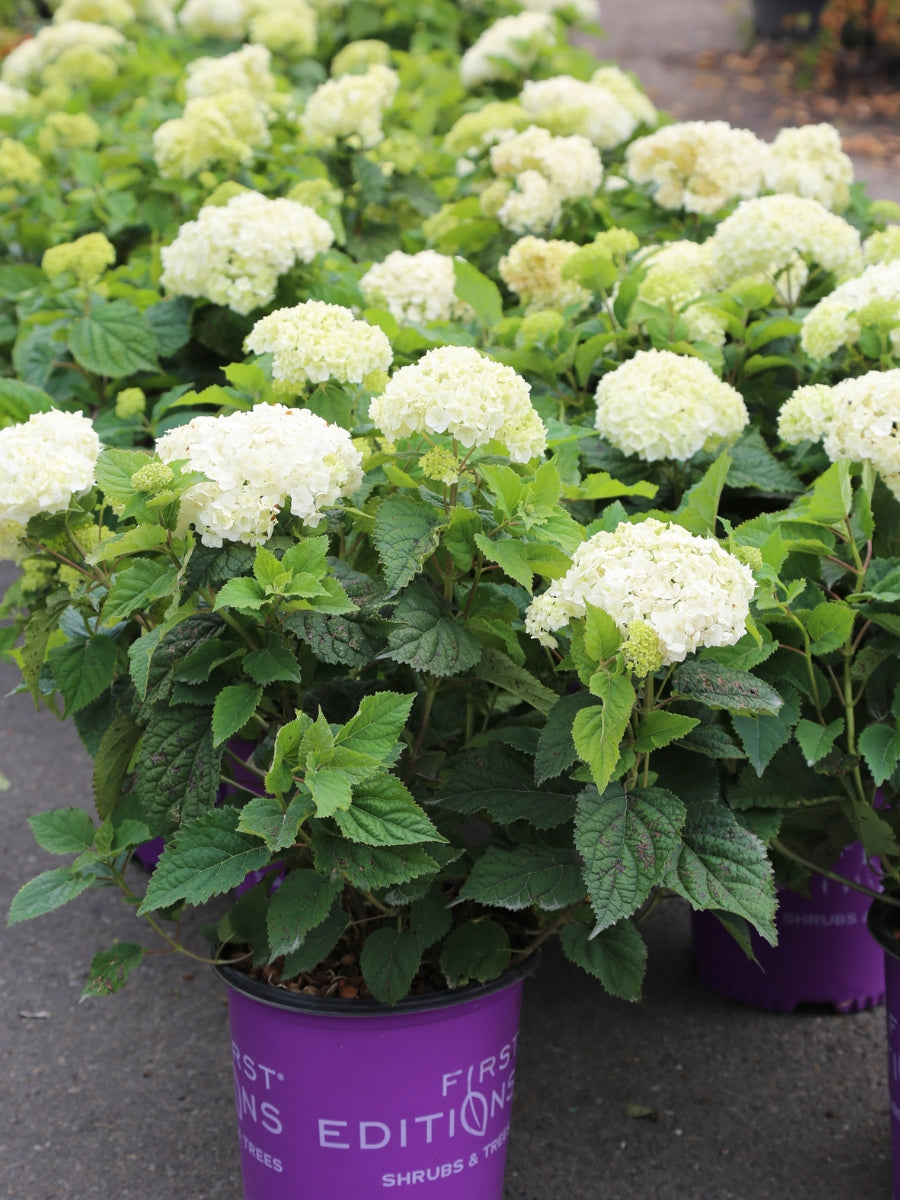 Hydrangea Smooth 'FlowerFull™' 2G