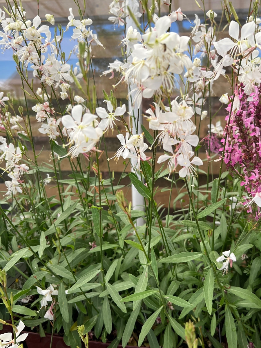 Gaura 'Whirling Butterflies' Qt