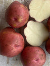 Seed Potato | Red Pontiac