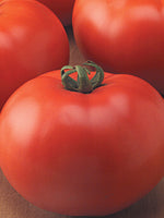 Organic Tomato 4" | Goliath