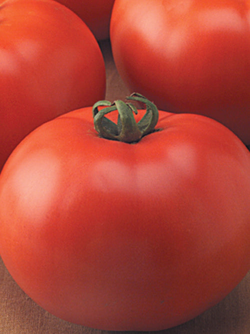 Organic Tomato 4" | Goliath