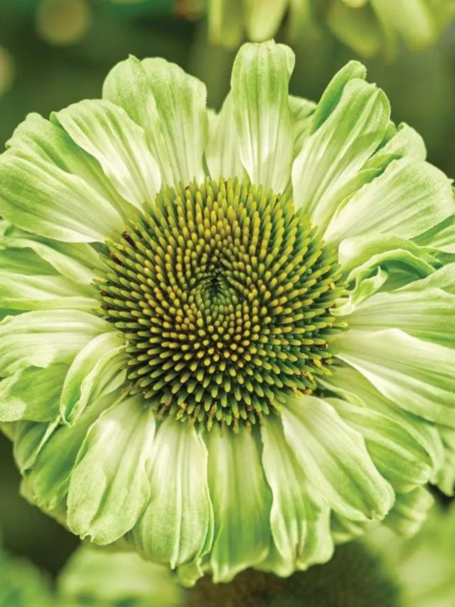 Echinacea 'Green Jewel' 1g