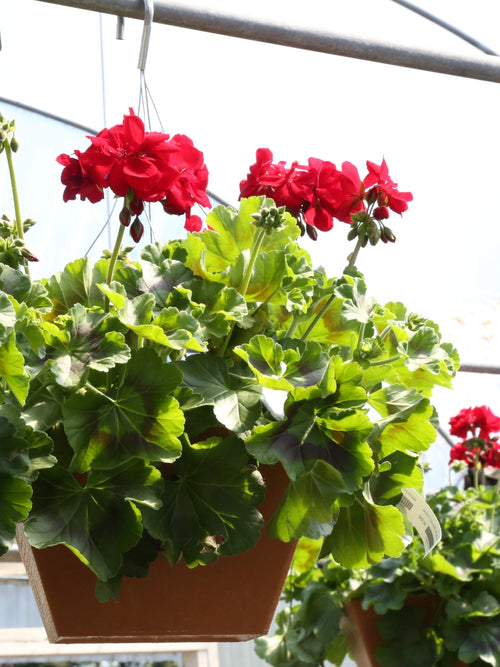Hanging Basket Geranium | Calliope® Large Dark Red
