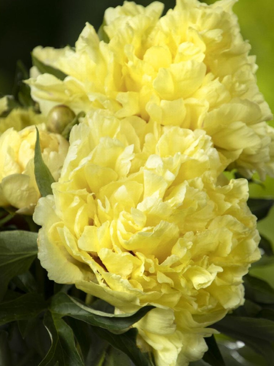 Peony Itoh 'Duchesse de Lorraine' 3G