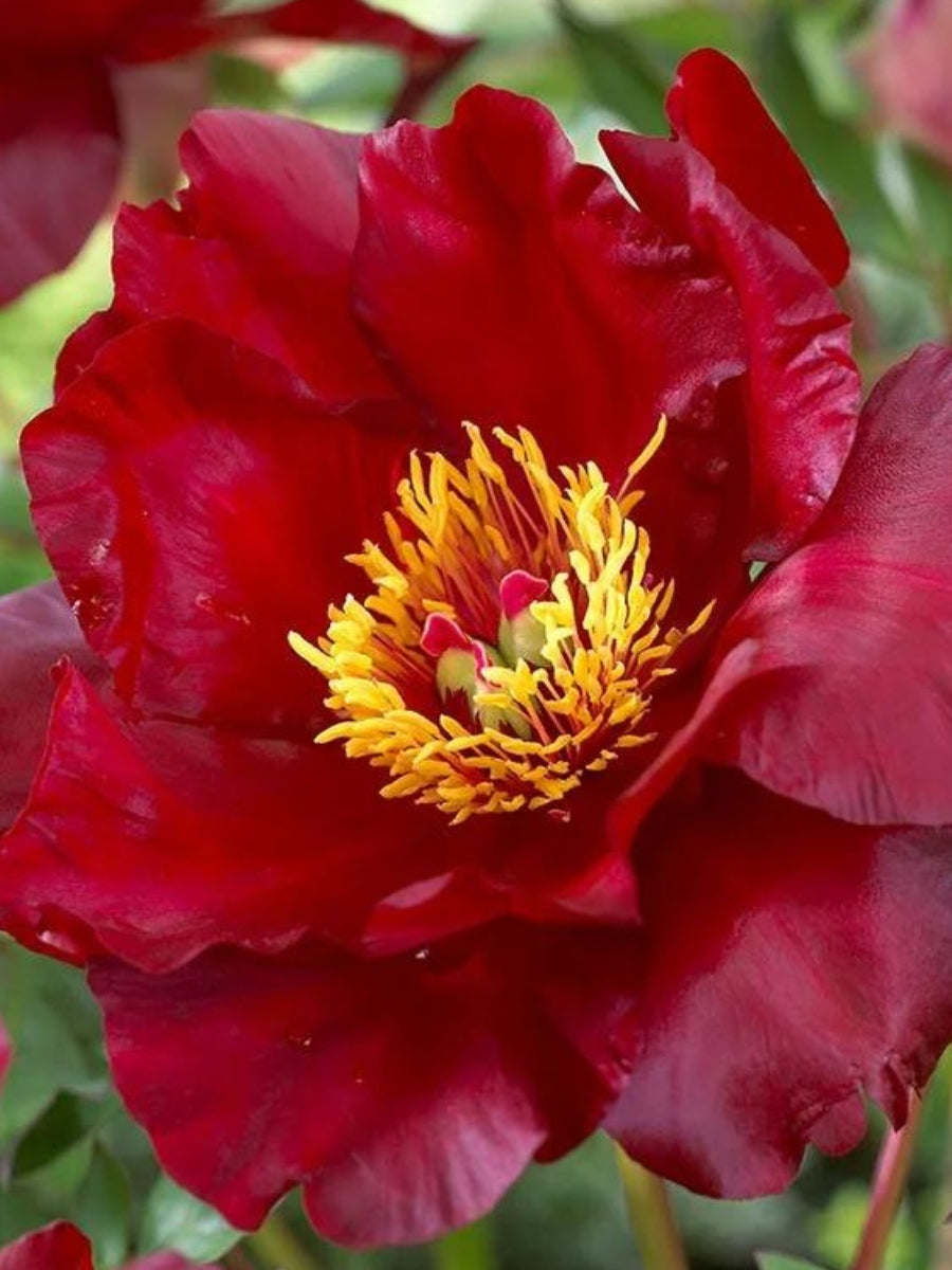 Peony Itoh 'Scarlet Heaven' 3G