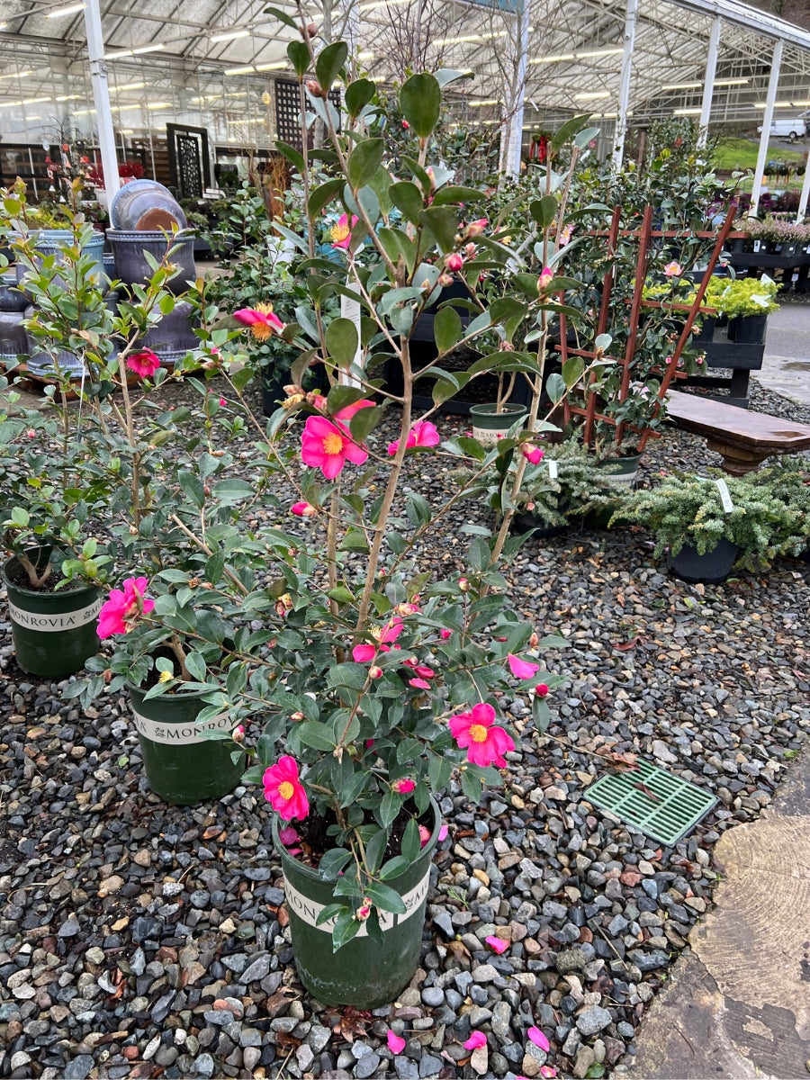 Camellia sasanqua 'Kanjiro'