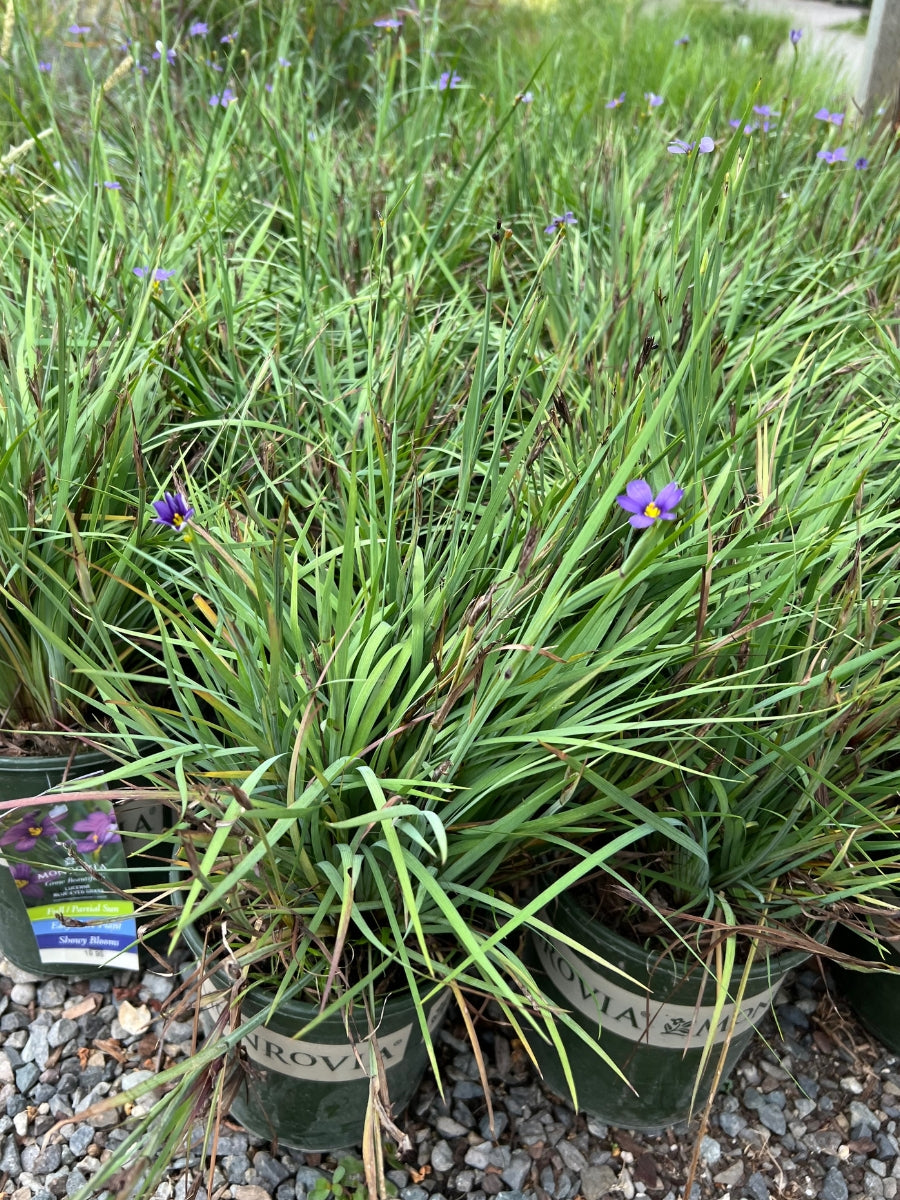 Lucerne Blue-Eyed Grass 1G