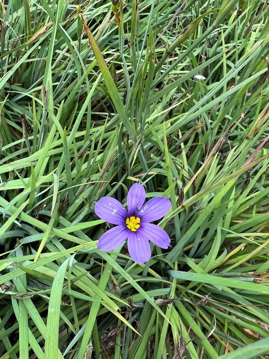 Lucerne Blue-Eyed Grass 1G