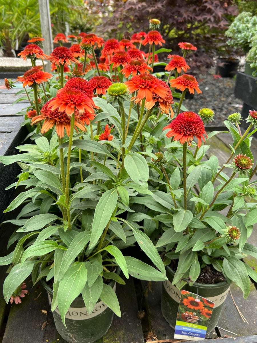 Echinacea 'Moab Sunset' 1G