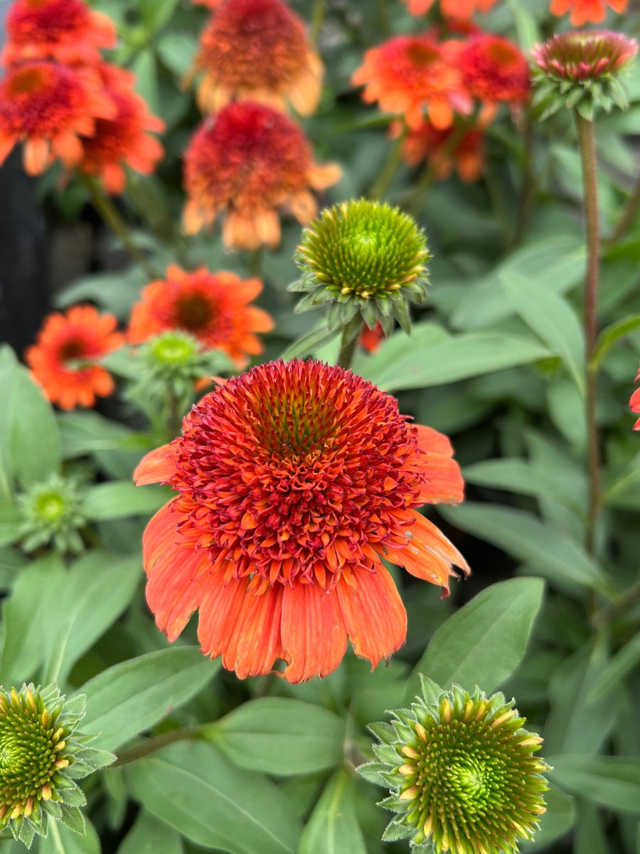 Echinacea 'Moab Sunset' 1G