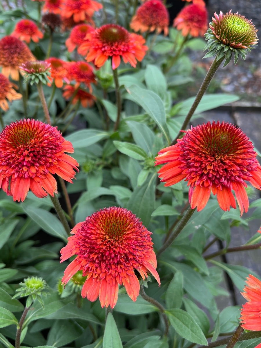 Echinacea 'Moab Sunset' 1G